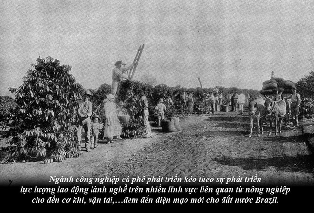 Kỳ 63: Brazil từ thuộc địa trở thành cường quốc cà phê thế giới ảnh 3