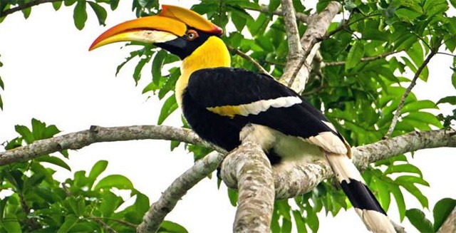 Người đàn ông khoe thịt 'chim quý': Nếu là Hồng Hoàng có thể truy cứu ảnh 1