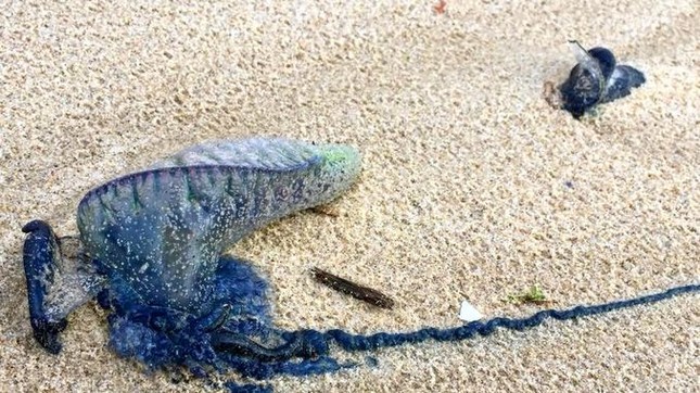 Úc đóng cửa nhiều bãi biển vì sinh vật cực độc tấn công ảnh 3
