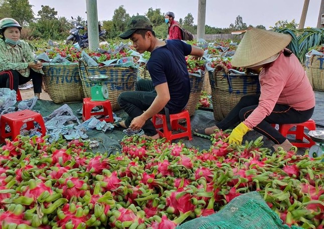 Trung Quốc tạm ngưng nhập khẩu, thanh long quay đầu rớt giá mạnh ảnh 1