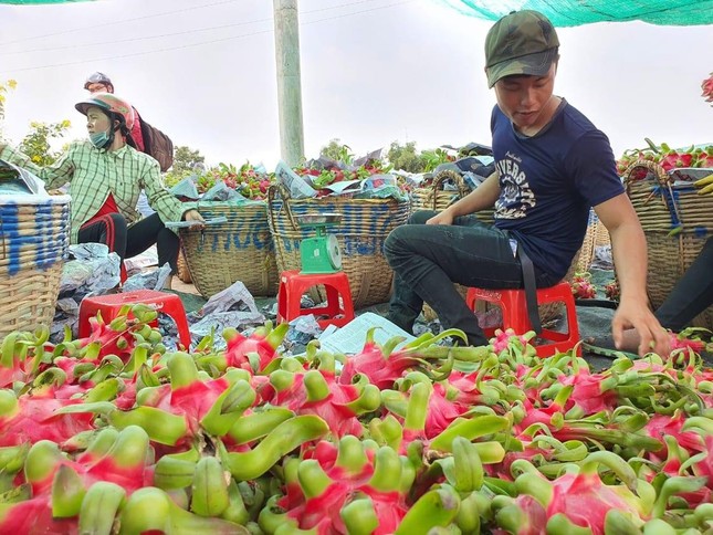 Trung Quốc tạm ngưng nhập khẩu, thanh long quay đầu rớt giá mạnh ảnh 4