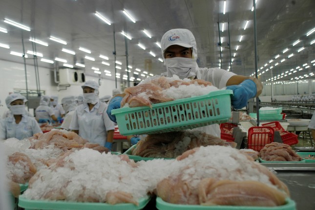 Mỹ giảm thuế chống bán phá giá cho cá tra Việt Nam ảnh 2