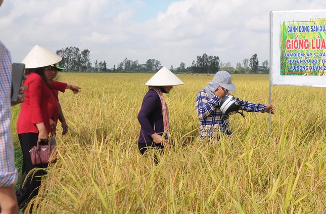 Giá lúa cấp thấp tăng cao, vượt cả lúa thơm ảnh 2