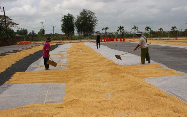Xuất khẩu gạo tiếp tục khởi sắc? ảnh 2