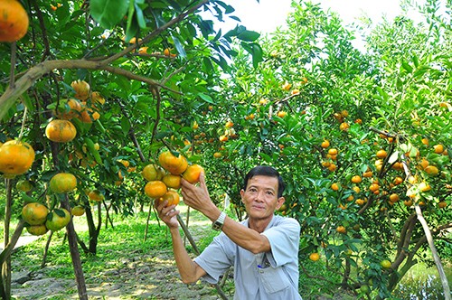 Giới trẻ “thích thú” chụp ảnh quýt hồng cận tết ảnh 2