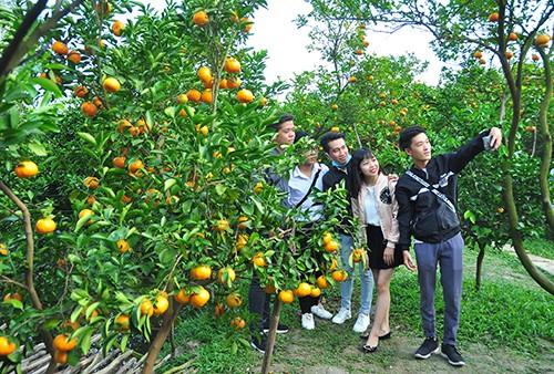 Giới trẻ “thích thú” chụp ảnh quýt hồng cận tết ảnh 1