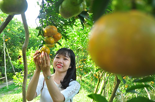 Giới trẻ “thích thú” chụp ảnh quýt hồng cận tết ảnh 5