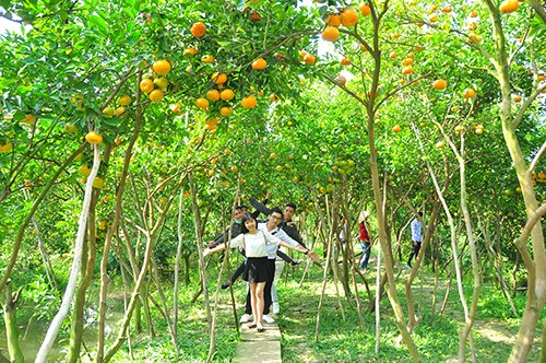 Giới trẻ “thích thú” chụp ảnh quýt hồng cận tết ảnh 3