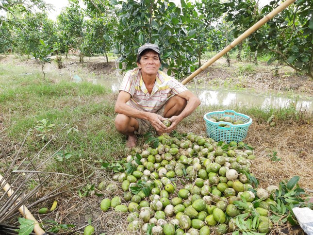 Nông dân thắt lòng nhìn cây trái ngã rạp sau cơn lốc ảnh 9