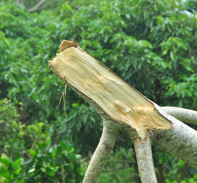 Nông dân thắt lòng nhìn cây trái ngã rạp sau cơn lốc ảnh 4
