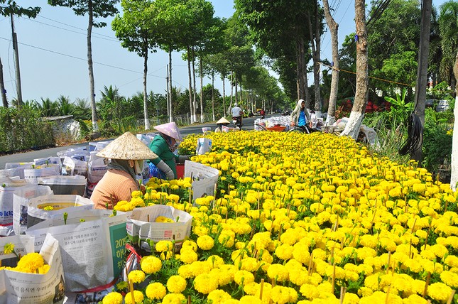 Hoa kiểng miền Tây khoe sắc rời quê lên phố ảnh 2