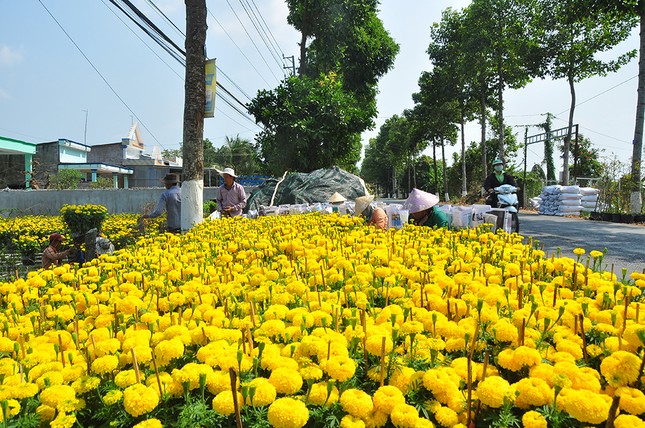 Hoa kiểng miền Tây khoe sắc rời quê lên phố ảnh 1