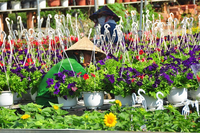 Hoa kiểng miền Tây khoe sắc rời quê lên phố ảnh 13