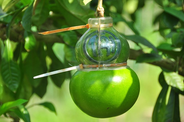 Mê mẩn với vườn đào tiên thư pháp của lão nông miền Tây ảnh 8