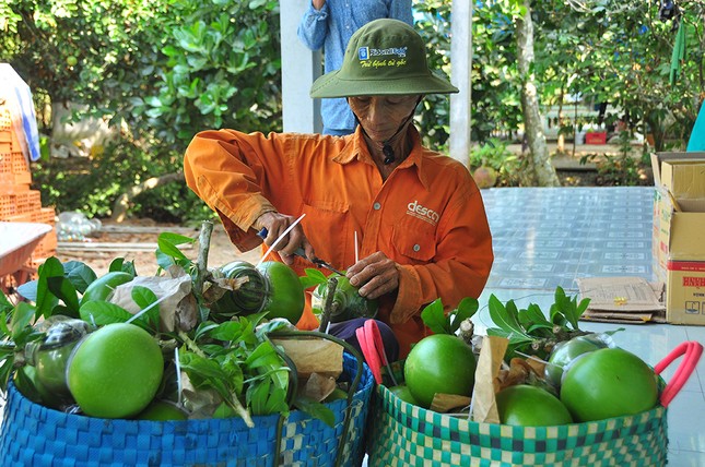 Mê mẩn với vườn đào tiên thư pháp của lão nông miền Tây ảnh 11