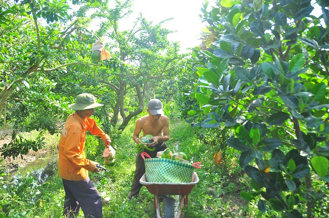 Mê mẩn với vườn đào tiên thư pháp của lão nông miền Tây ảnh 7