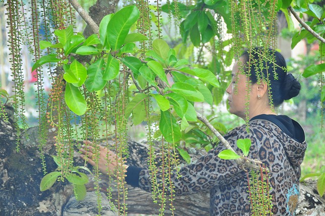 Lạ lùng cây lộc vừng 300 năm tuổi ở miền Tây lần đầu nở hoa đúng dịp Tết ảnh 11