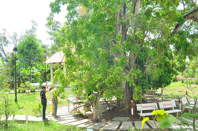 Lạ lùng cây lộc vừng 300 năm tuổi ở miền Tây lần đầu nở hoa đúng dịp Tết ảnh 1