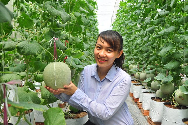 Mê mẩn vườn dưa lưới của nữ thạc sĩ 8X ở Vĩnh Long ảnh 1