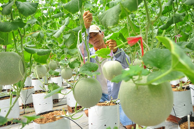 Mê mẩn vườn dưa lưới của nữ thạc sĩ 8X ở Vĩnh Long ảnh 9