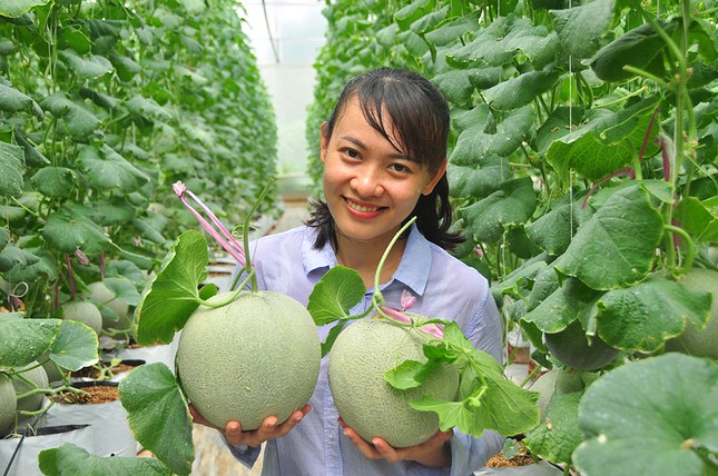 Mê mẩn vườn dưa lưới của nữ thạc sĩ 8X ở Vĩnh Long ảnh 2