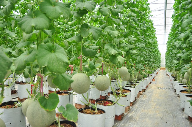 Mê mẩn vườn dưa lưới của nữ thạc sĩ 8X ở Vĩnh Long ảnh 8