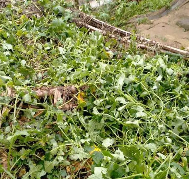 Mưa đá, dông lốc đã làm 1 người chết, gần 1.700 nhà bị hư hỏng, tốc mái ảnh 4