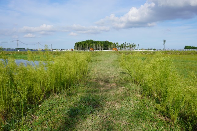 Cận cảnh dự án 50.000 m2 'đất vàng' dang dở, bỏ hoang ở Thanh Hóa ảnh 2