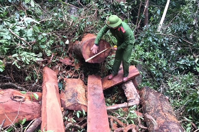 Bắt giữ nhóm phá rừng quy mô lớn ảnh 1