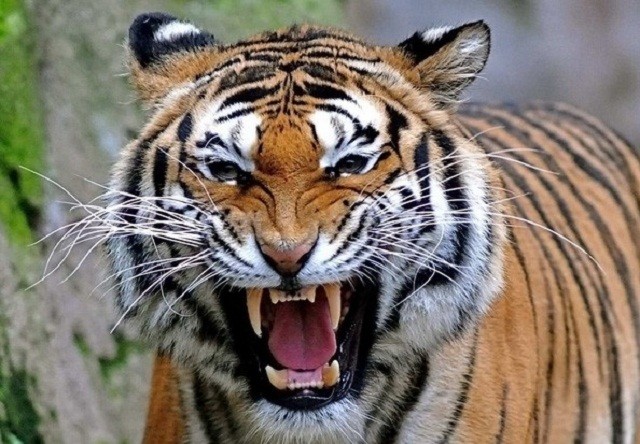 Câu chuyện rùng rợn về hổ cái ăn thịt người vùng Champawat ảnh 1
