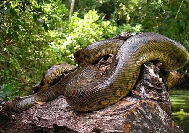 Anconda xanh, huyền thoại trăn khổng lồ Nam Mỹ ảnh 1