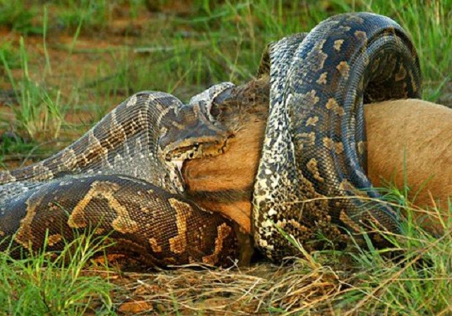 Anconda xanh, huyền thoại trăn khổng lồ Nam Mỹ ảnh 2