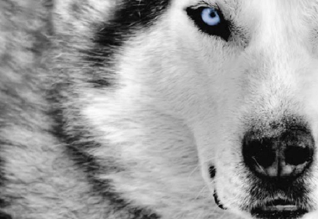 Những đặc điểm thú vị của giống chó Husky ảnh 1