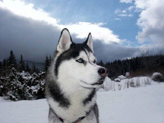 Những đặc điểm thú vị của giống chó Husky ảnh 2