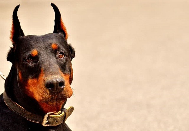 Top 10 giống chó dễ huấn luyện nhất thế giới ảnh 7