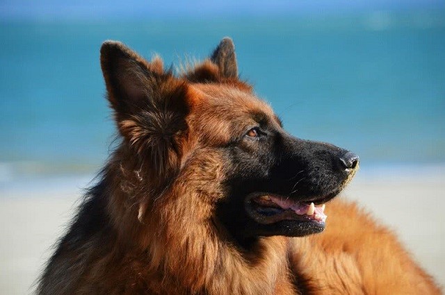 Top 10 giống chó dễ huấn luyện nhất thế giới ảnh 9