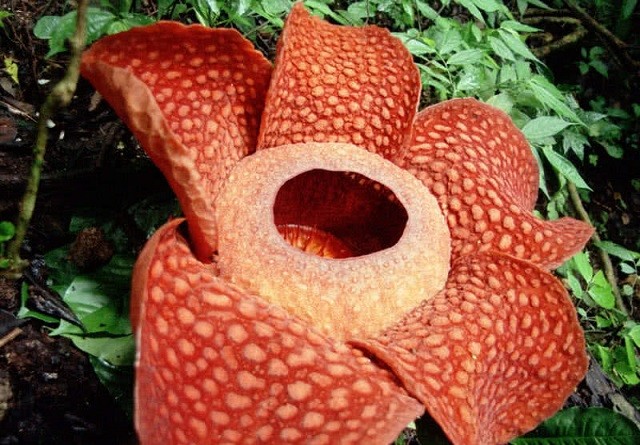 Top 10 loài hoa nặng mùi nhất thế giới ảnh 9