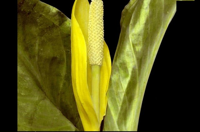 Top 10 loài hoa nặng mùi nhất thế giới ảnh 2