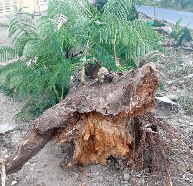 Cây phượng bật gốc đè chết nữ điều dưỡng ở Sóc Trăng ảnh 2