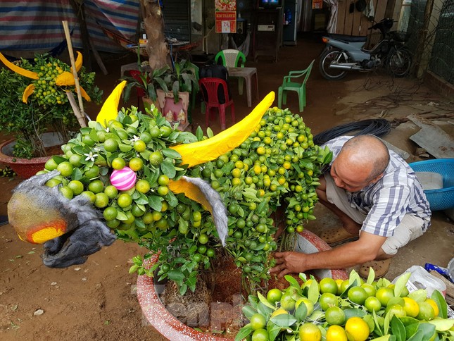 Người trồng mai ở TPHCM gấp rút tỉa lá, trâu vàng 'cõng' quất hút khách miền Tây ảnh 12