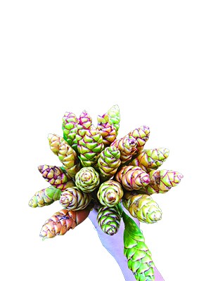 Xuân lên Tây Bắc ăn cả một mùa hoa ảnh 4