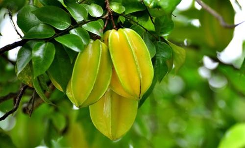 Quả khế giúp sáng mắt, chống rụng tóc, ngừa bệnh tim ảnh 1