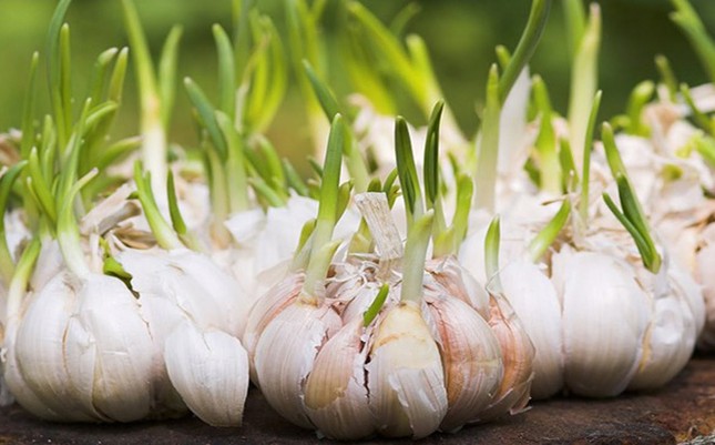 Những loại củ mọc mầm cực độc, biết mà tránh kẻo 'tàn đời' ảnh 3