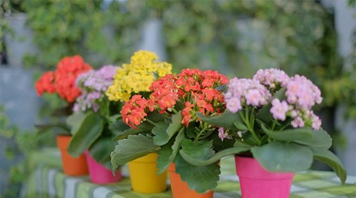 Trồng những loại cây này trong nhà, vừa khỏe mạnh vừa dồi dào tài lộc ảnh 3