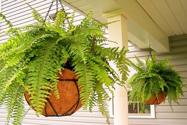 Trồng những loại cây này trong nhà, vừa khỏe mạnh vừa dồi dào tài lộc ảnh 1