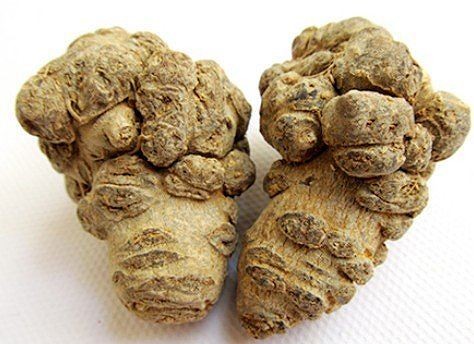 Tam thất: Cực tốt và cực độc, biết mà dùng kẻo rước họa vào thân ảnh 1