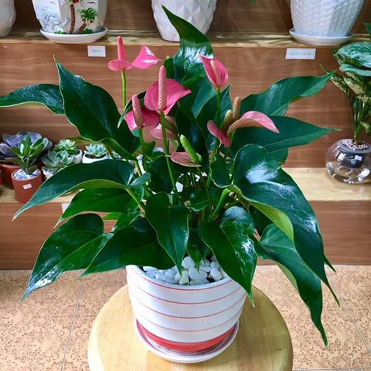 Những loại cây nhiều người ưa trồng trong nhà nhưng lại chứa nhiều chất cực độc ảnh 3