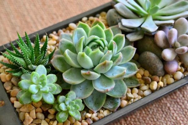 Những cây để bàn làm việc năm mới vừa may mắn, vừa 'hút' tài lộc ầm ầm ảnh 3