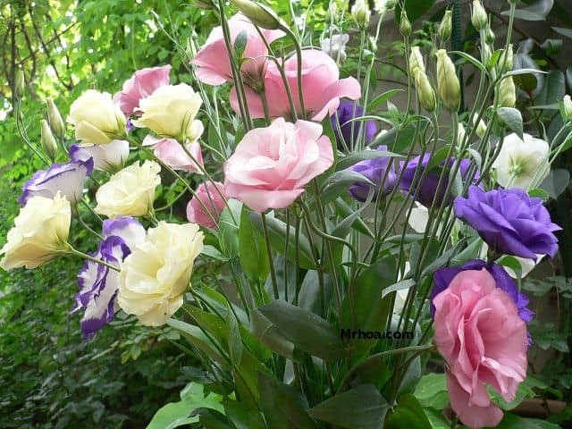 Năm mới cắm những loại hoa này, gia chủ vừa hạnh phúc vừa 'tiền vào như nước' ảnh 3