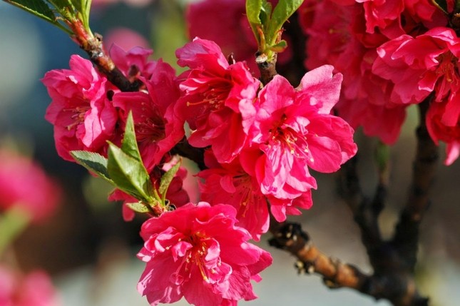 Năm mới cắm những loại hoa này, gia chủ vừa hạnh phúc vừa 'tiền vào như nước' ảnh 2